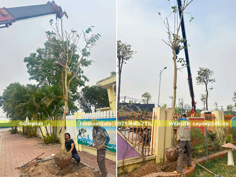 Công nhân Cây Đẹp 24h đang tiến hành hạ thổ cây bằng lăng tím công trình