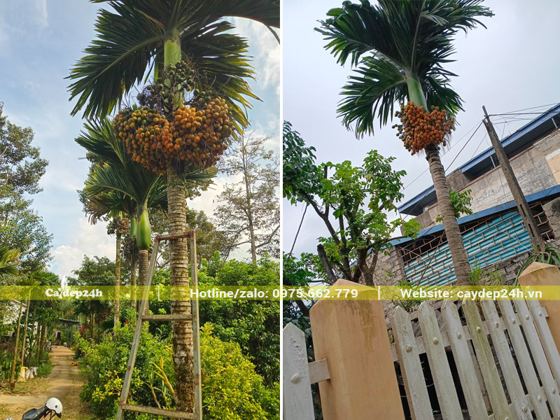 Hình ảnh cây cau lùn cổ thụ lóng cao 3m, đã trồng hàng chục năm