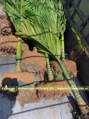 Cau Lùn đã dâm ủ kỹ được xếp lên thùng xe tải