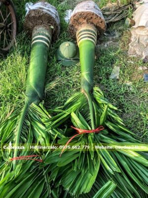 Đánh bầu thẳng cây Cau Lùn lóng cao 20cm, bó lá cẩn thận