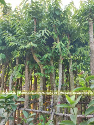 Bằng Lăng dâm ủ lâu năm đang ra cành lá mới