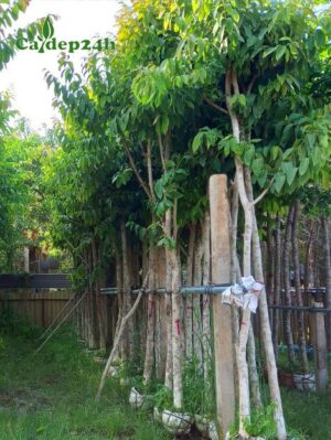 Cây Bằng Lăng công trình loại đk gốc 5 - 8cm