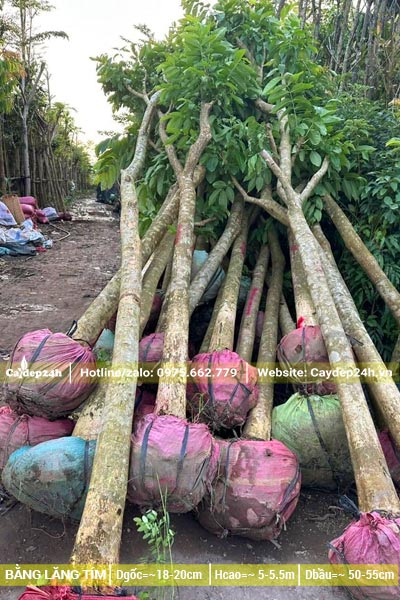 Tập kết hàng chục cây bằng lăng công trình đường kính gốc 15 - 18cm