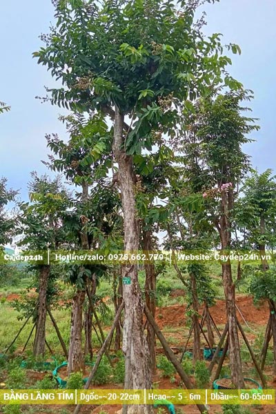 Cây bằng lăng dâm ủ đường kính gốc 20cm