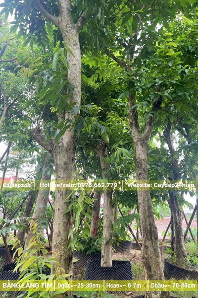 Bãi dâm ủ cây bằng lăng cổ thụ đường kính gốc 30cm