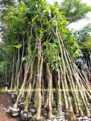 Những cây Bằng Lăng tím có đường kính gốc 5 - 10cm dựng thành những đống lớn chuẩn bị đưa lên xe