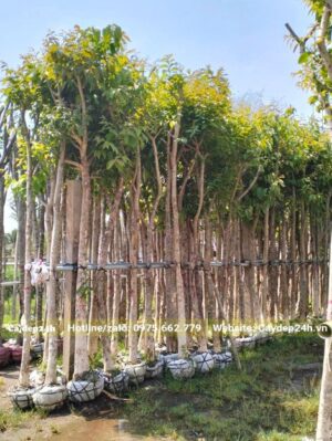 Cây dưỡng bầu dựng thành những hàng dài dựa vào cọc đỡ dang buộc cẩn thận