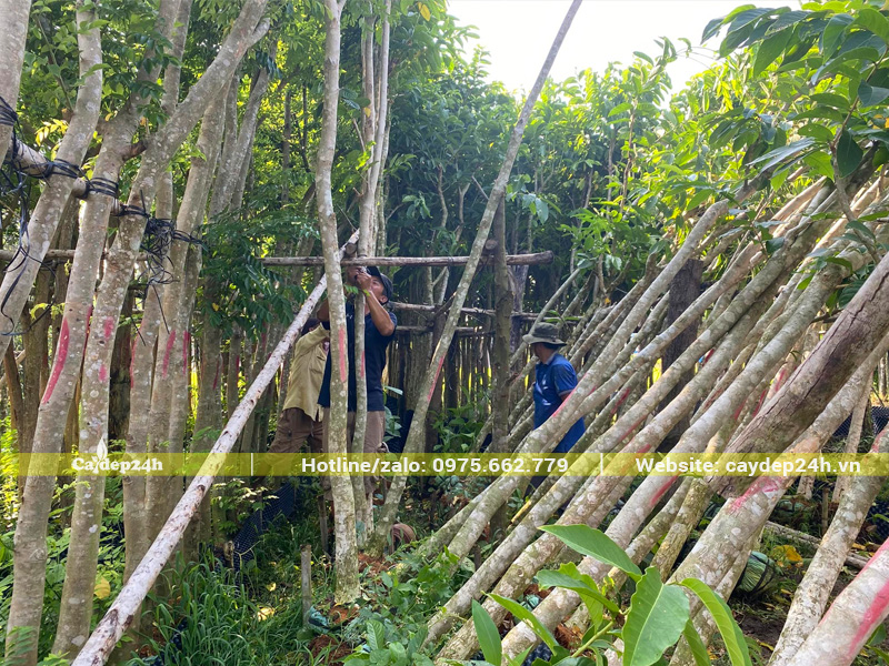 Bãi dâm ủ số lượng lớn cây bằng lăng công trình cao 5m