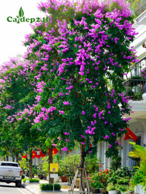 Cây hoa Bằng Lăng Tím trồng đường phố, chiều cao hơn 4m