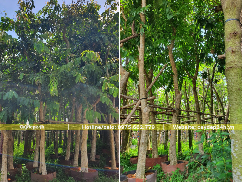 Dưỡng ủ cây bằng lăng công trình đường kính gốc 20cm