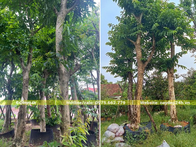 Hình ảnh cây hoa bằng lăng tím cổ thụ vanh 100 - 110cm