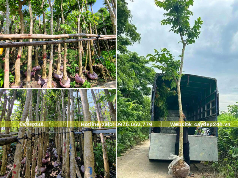 Mua cây bằng lăng tím chiều cao 5 - 6m