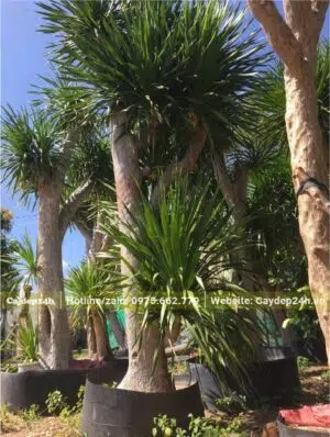 Cây Phát Tài núi 1 thân, 2 tầng lá