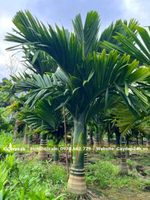 Vườn nuôi trồng cây cau lùn lâu năm, lộ thân 30cm