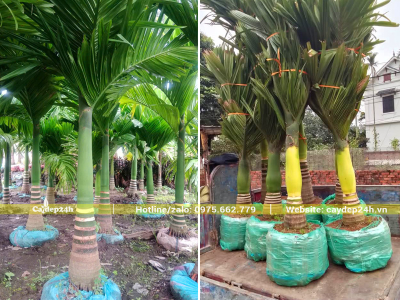 Bãi dưỡng ủ cây cau lùn lộ thân tại Hà Nội