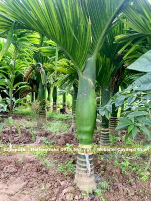 Vườn Cau Lùn 5 - 6 năm tuổi