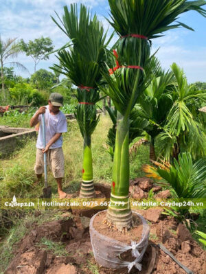 Bứng số lượng lớn cây lộ thân 30cm