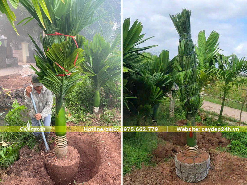 Bứng bầu và bọc lưới bầu cho cây cau lùn lóng thân cao 40cm