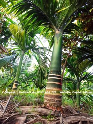 Cây cảnh Cau Lùn đẹp