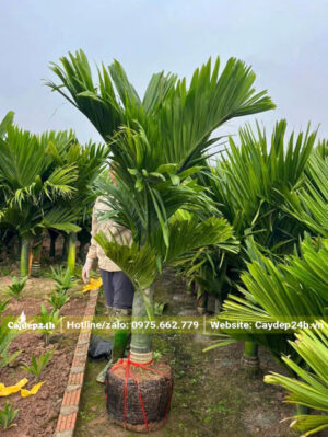 Cây mới bứng đã quấn bầu cẩn thận bằng lưới đen và dây nilon