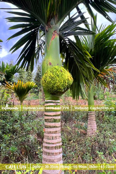 Cau lùn đánh thẳng, lóng thân chiều cao 80cm trở lên