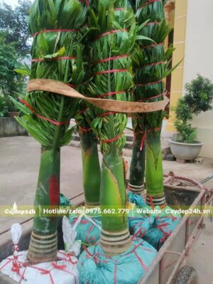 5 cây Cau Lùn xếp trên xe kéo chuyển đến cho khách tại Hải Phòng