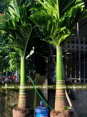 Giao và trồng 2 cây Cau Lùn cho khách tại tphcm