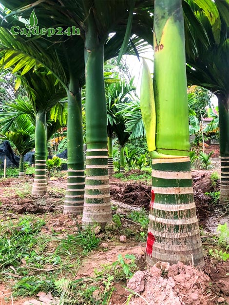 Vườn cây Cau Lùn trưởng thành, lóng thân cao 40 - 70cm