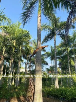 Vườn Cau cao vút, lóng thân 5- 6m