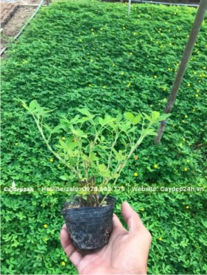 Cây giống Cỏ Lạc gieo hạt còn nguyên trong bầu