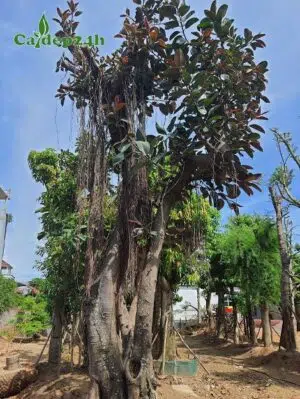 Dâm ủ cây Đa Búp Đỏ gốc lớn, vanh lên đến 200