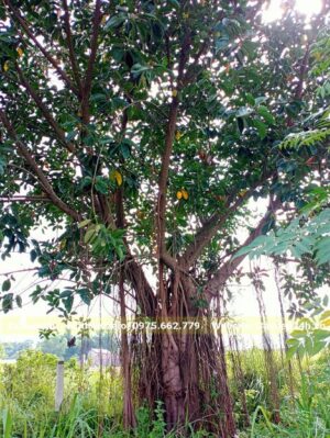 Cây Đa Búp Đỏ trưởng thành cao khoảng 5m, tán đẹp, tỏa đều