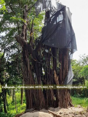 Dùng lưới đen để che chắn cành cây Đa Búp Đỏ bới đốn tỉa