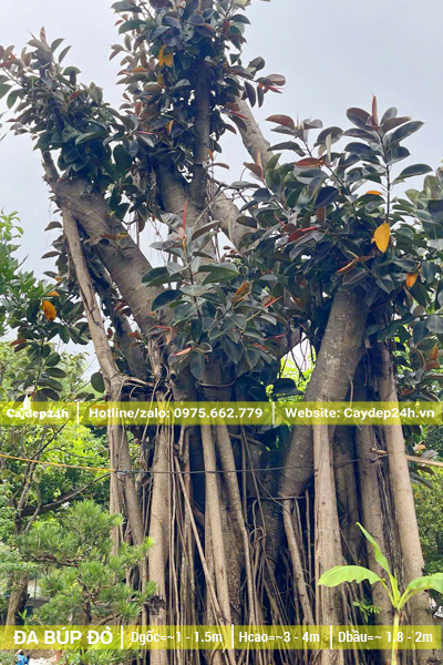 Cây Đa Búp Đỏ cổ thụ đã dâm ủ kỹ, dường kính gốc 1m5