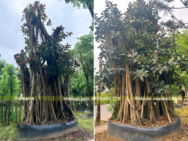 Dâm ủ tại vườn những gốc đa cổ thụ đường kính gốc 1 - 2m