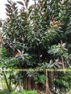 Đa Búp Đỏ vanh gốc khoảng 300, cây đẹp đang ra tán mới