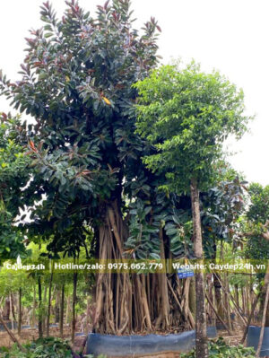 Cây lớn, đường kính gốc 1m6, vanh 350 - 400