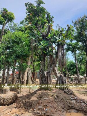 Cây mới dâm ủ, có bộ thân rễ đẹp và độc đáo