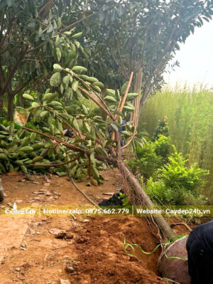 Bứng nóng cây đa búp đỏ công trình đường kính gốc 10cm