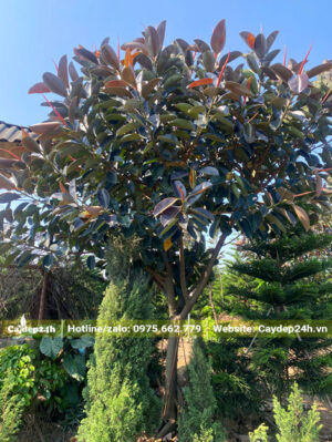 Hình ảnh thực tế cây đa búp đỏ công trình tại nhà vườn