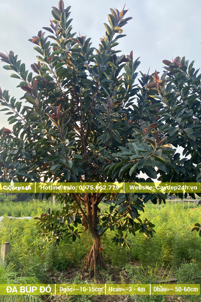 Vườn cây Đa Búp Đỏ đường kính gốc 20cm