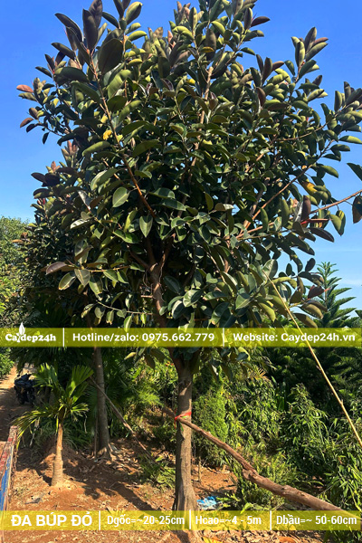 Vườn cây Đa Búp Đỏ công trình đường kính gốc 20cm, chiều cao 5m