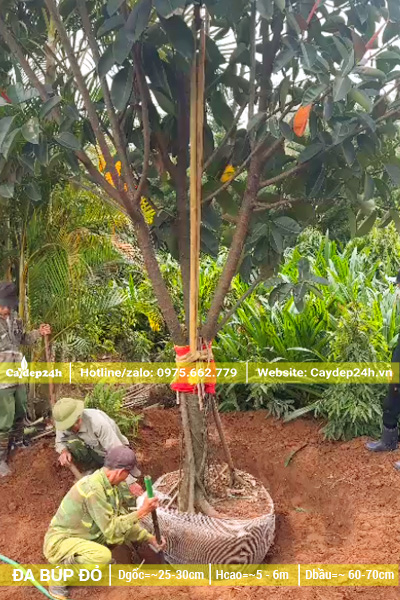 Công nhân đang đào đất, bứng bầu cây Đa Búp Đỏ công trình đường kính gốc 30cm