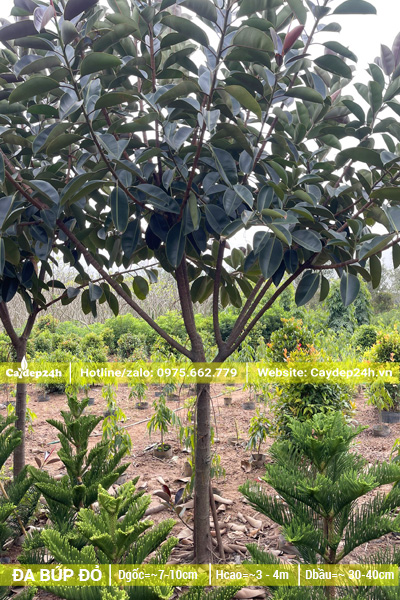 Hàng đánh thẳng, kích thước nhỏ, đường kính gốc 7 - 10cm