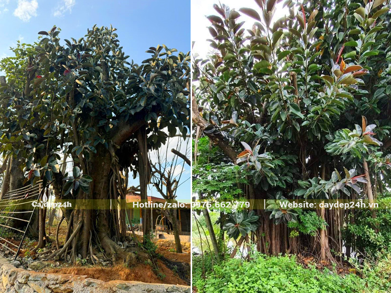 Vườn dưỡng ủ cây Bồ Đề cổ thủ đường kính gốc 1 - 1.5m