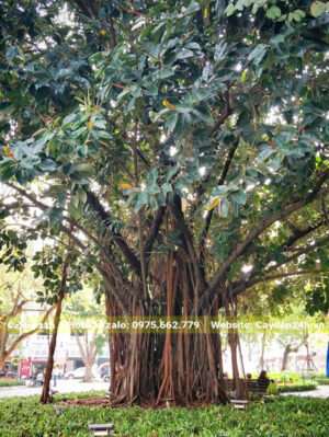 Cây đại thụ trồng trong công viên có tán rộng cả chục mét