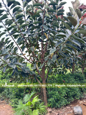 Cây đẹp, thoát thân 1m, cành lá xanh tốt