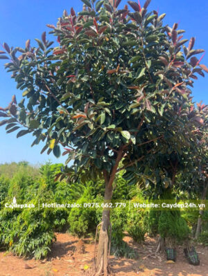 Cây Đa Búp Đỏ công trình đường kính gốc 20cm