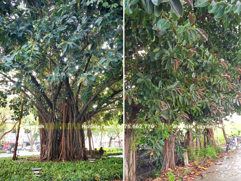 Hình ảnh về tính ứng dụng đa dạng của Cây Đa Búp Đỏ công trình