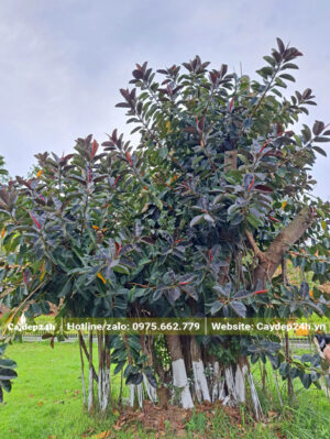 Cây Đa Búp Đỏ nhiều thân, đường kính gốc trên 2m